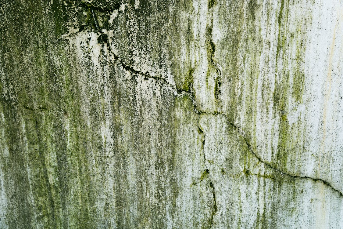 Cracked and algae-dirty plaster on the wall