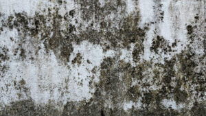 A close-up of a weathered, white concrete wall in Norfolk, MA, shows dark patches of mold and mildew, creating an uneven, mottled texture—an issue that may require professional attention from a plumber Plymouth trusts.